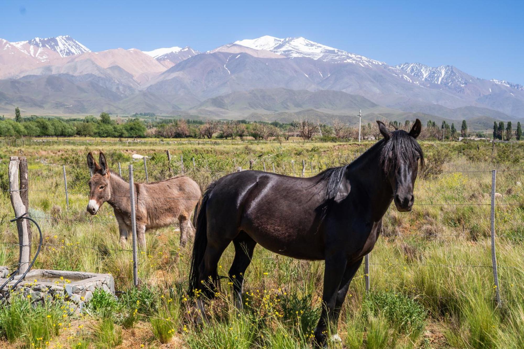 Rancho Adobe Eco Hotel 图蓬加托火山 外观 照片